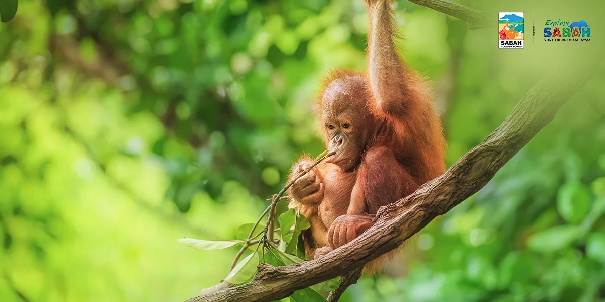 Malaysia Expedition: Kuala Lumpur to the Edge of the Wild